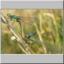 Ischnura elegans - Grosse Pechlibelle 09.jpg